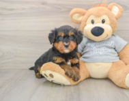8 week old Mini Bernedoodle Puppy For Sale - Florida Fur Babies