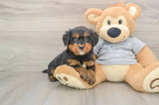 Best Mini Bernedoodle Baby