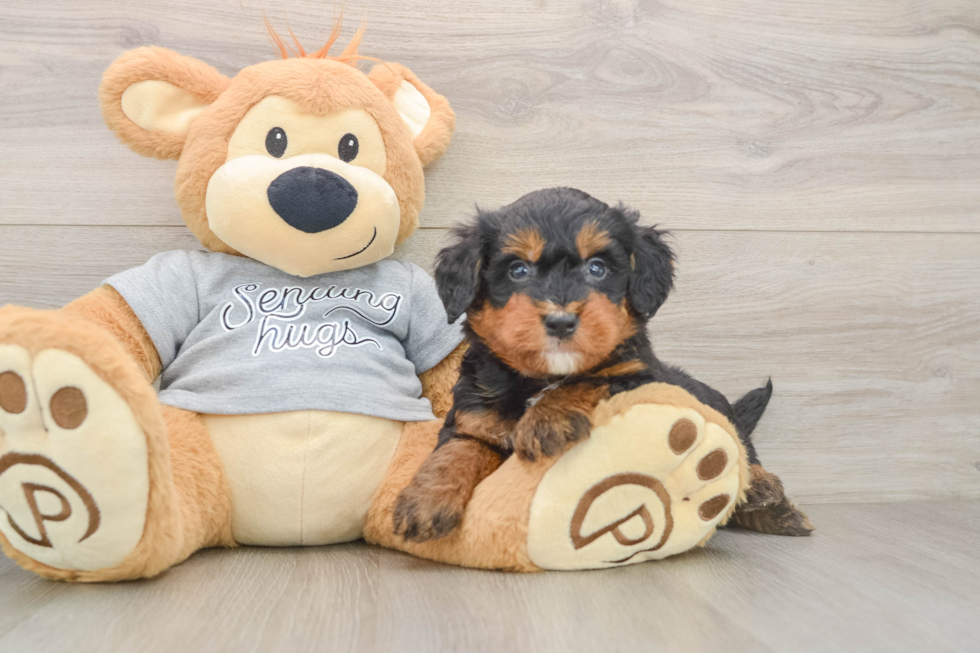 Mini Bernedoodle Pup Being Cute