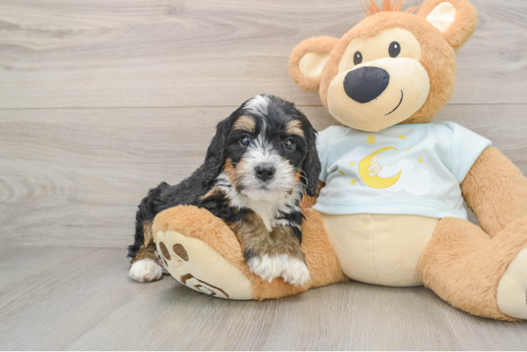 Sweet Mini Bernedoodle Baby