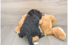 Happy Mini Bernedoodle Baby