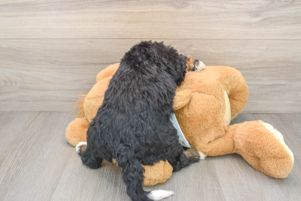Happy Mini Bernedoodle Baby