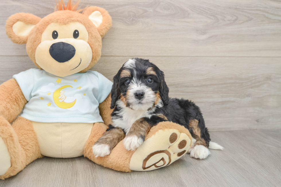 Fluffy Mini Bernedoodle Poodle Mix Pup