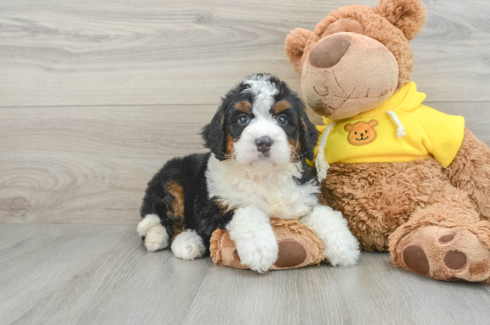 6 week old Mini Bernedoodle Puppy For Sale - Florida Fur Babies