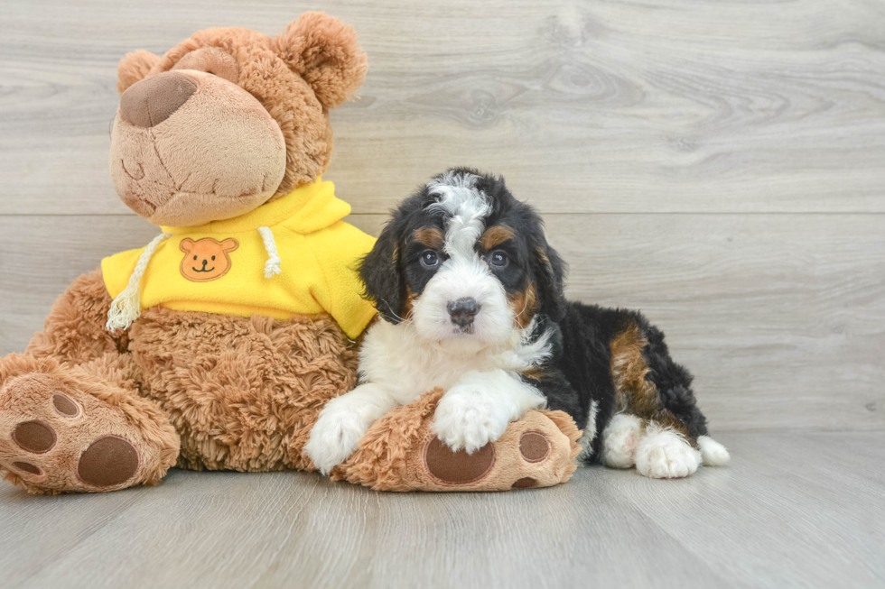 Mini Bernedoodle Puppy for Adoption