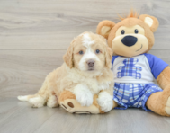 7 week old Mini Bernedoodle Puppy For Sale - Florida Fur Babies