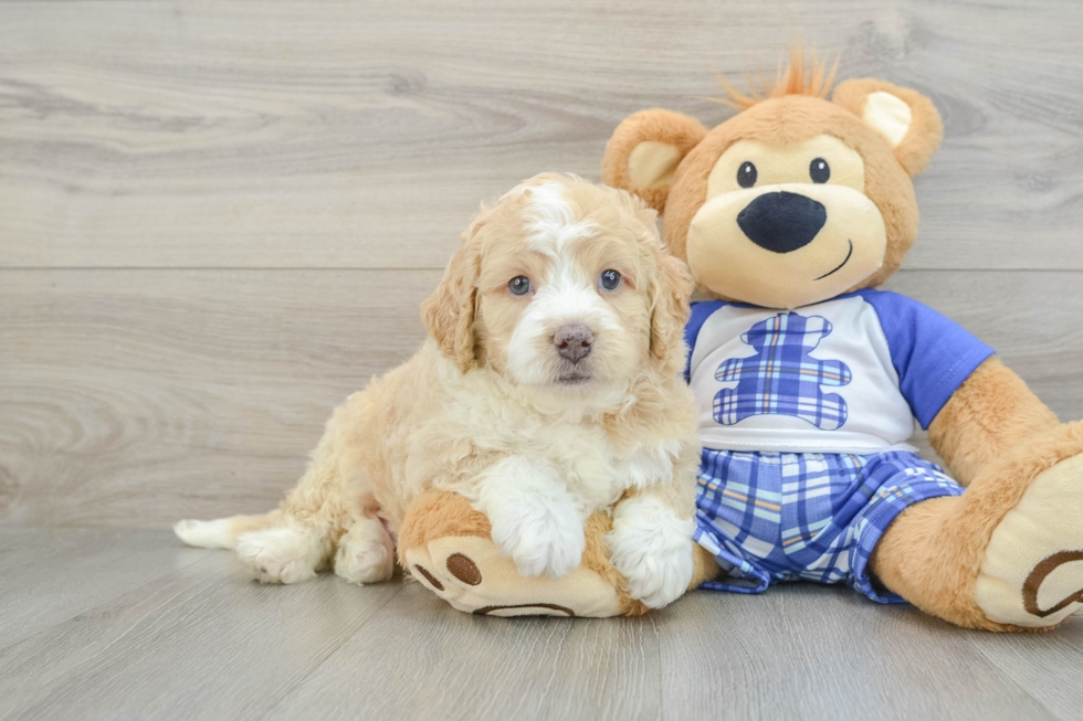 Little Mini Bernesepoo Poodle Mix Puppy