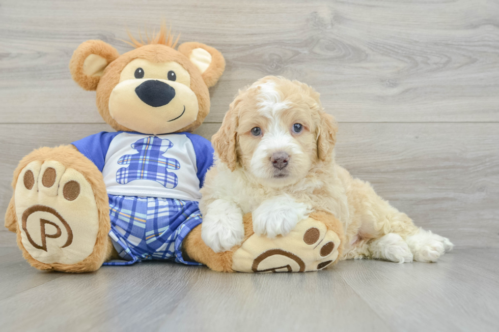 Mini Bernedoodle Pup Being Cute