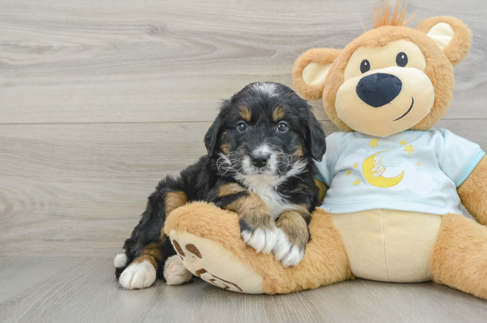 5 week old Mini Bernedoodle Puppy For Sale - Florida Fur Babies