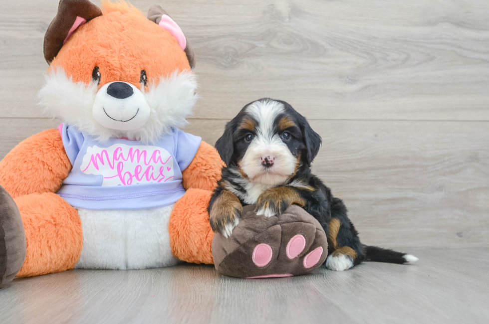 6 week old Mini Bernedoodle Puppy For Sale - Florida Fur Babies