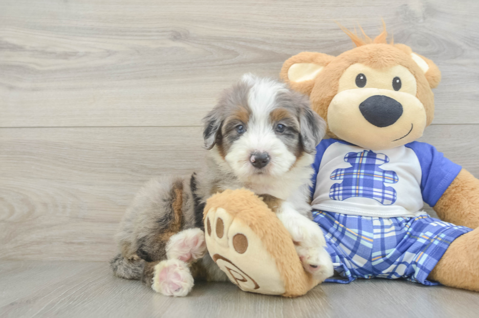 5 week old Mini Bernedoodle Puppy For Sale - Florida Fur Babies