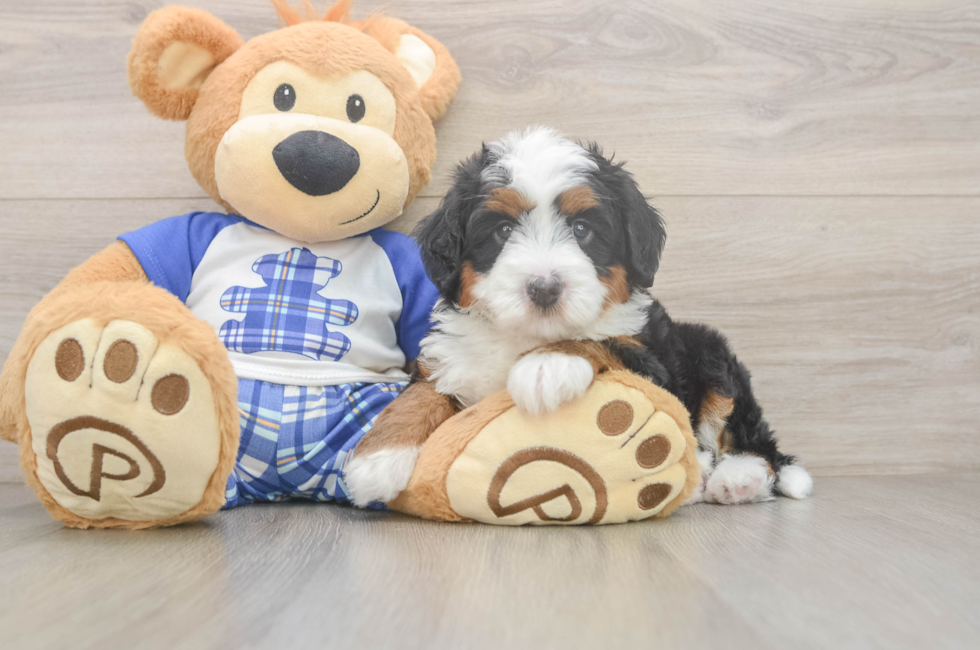 5 week old Mini Bernedoodle Puppy For Sale - Florida Fur Babies
