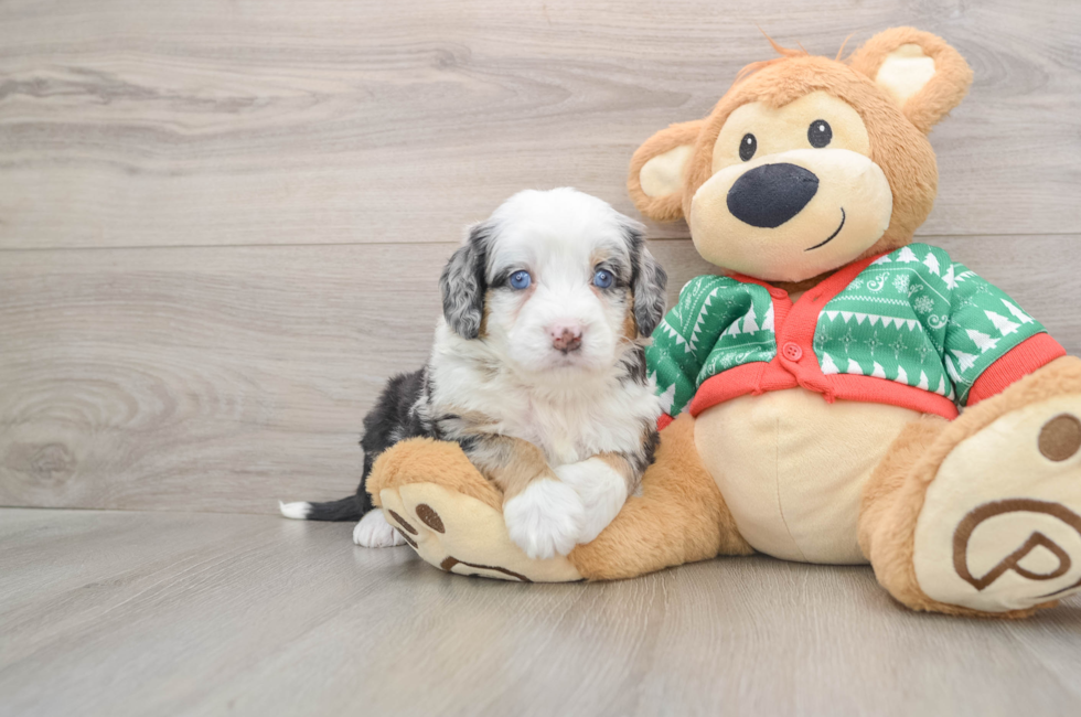 5 week old Mini Bernedoodle Puppy For Sale - Florida Fur Babies