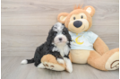 Hypoallergenic Mini Bernesedoodle Poodle Mix Puppy