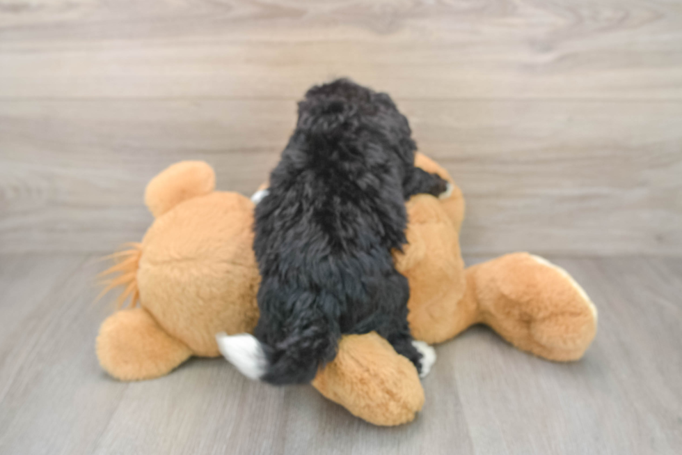 Playful Mini Bernesepoo Poodle Mix Puppy