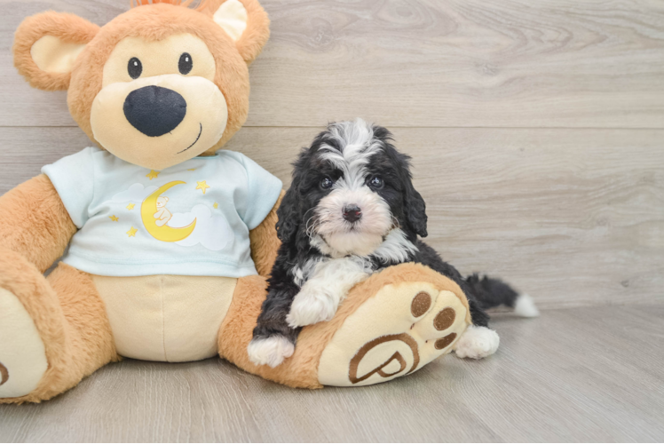Friendly Mini Bernedoodle Baby