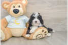 Friendly Mini Bernedoodle Baby