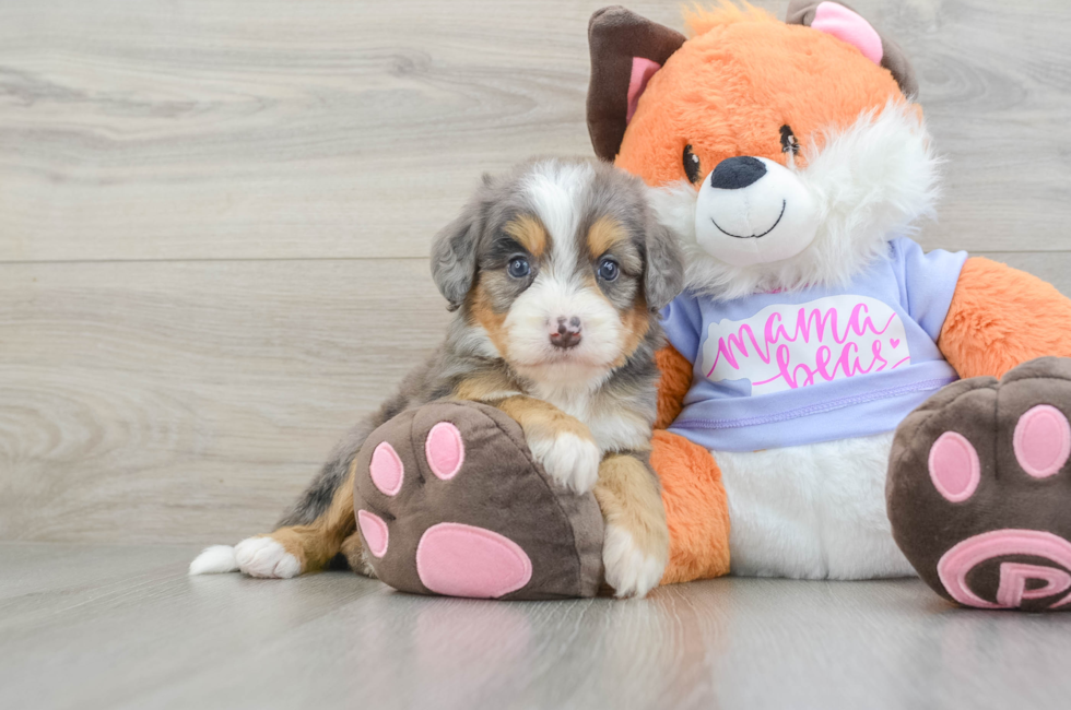 6 week old Mini Bernedoodle Puppy For Sale - Florida Fur Babies