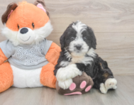 9 week old Mini Bernedoodle Puppy For Sale - Florida Fur Babies