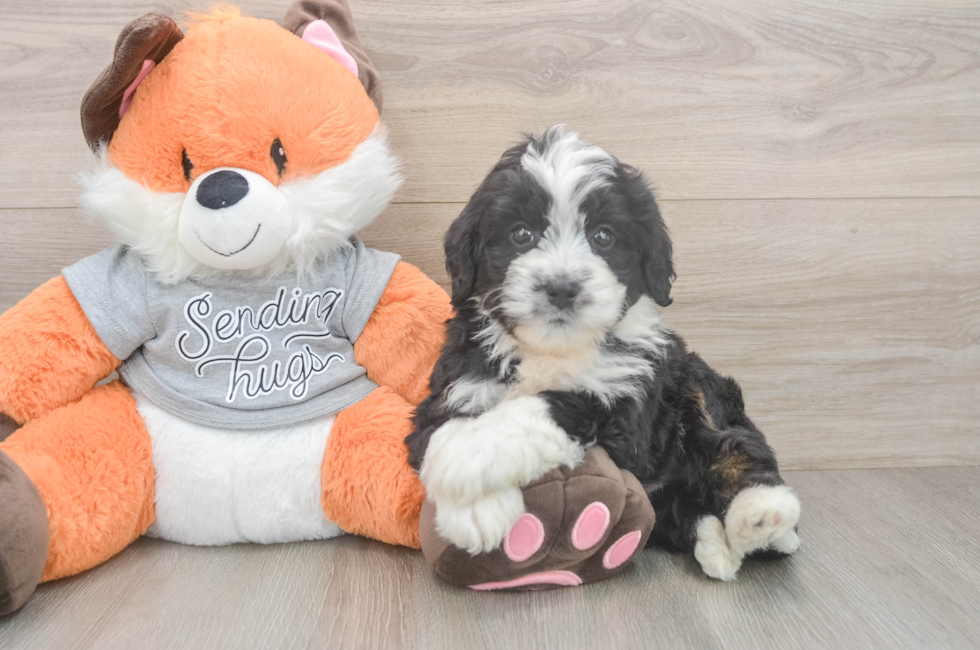 6 week old Mini Bernedoodle Puppy For Sale - Florida Fur Babies