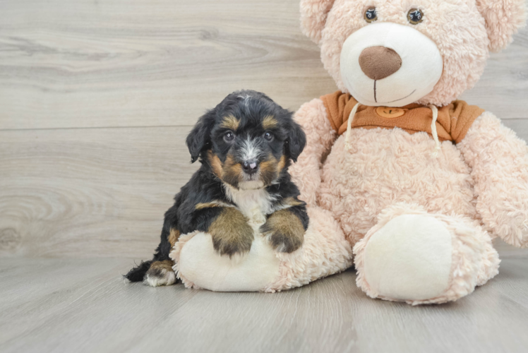 Mini Bernedoodle Pup Being Cute