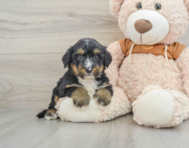 8 week old Mini Bernedoodle Puppy For Sale - Florida Fur Babies