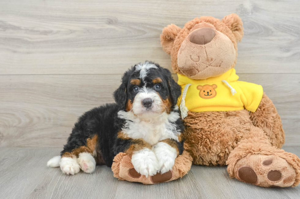 6 week old Mini Bernedoodle Puppy For Sale - Florida Fur Babies