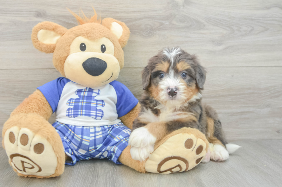 5 week old Mini Bernedoodle Puppy For Sale - Florida Fur Babies