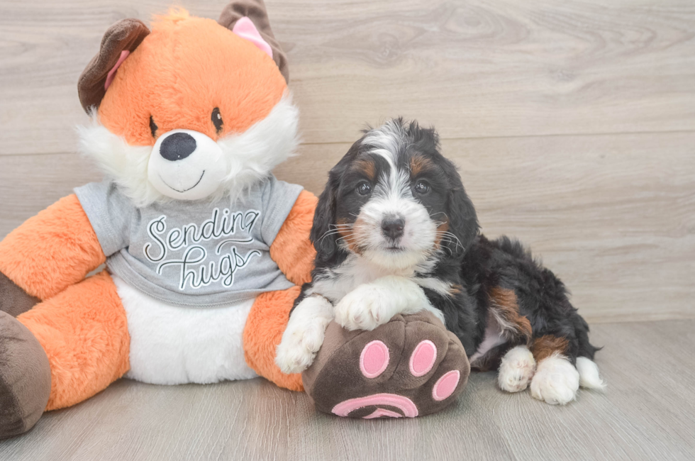6 week old Mini Bernedoodle Puppy For Sale - Florida Fur Babies