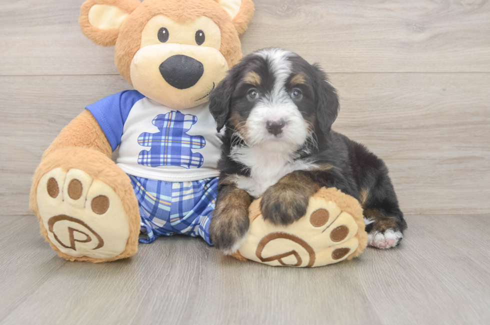 5 week old Mini Bernedoodle Puppy For Sale - Florida Fur Babies