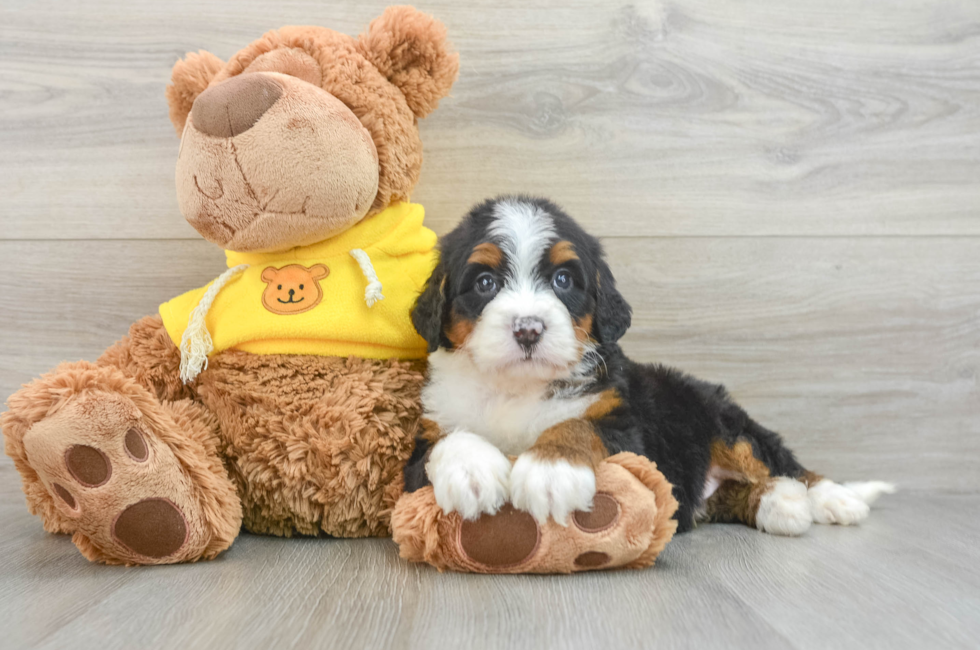 6 week old Mini Bernedoodle Puppy For Sale - Florida Fur Babies