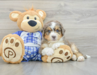 7 week old Mini Bernedoodle Puppy For Sale - Florida Fur Babies