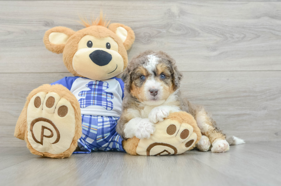 5 week old Mini Bernedoodle Puppy For Sale - Florida Fur Babies