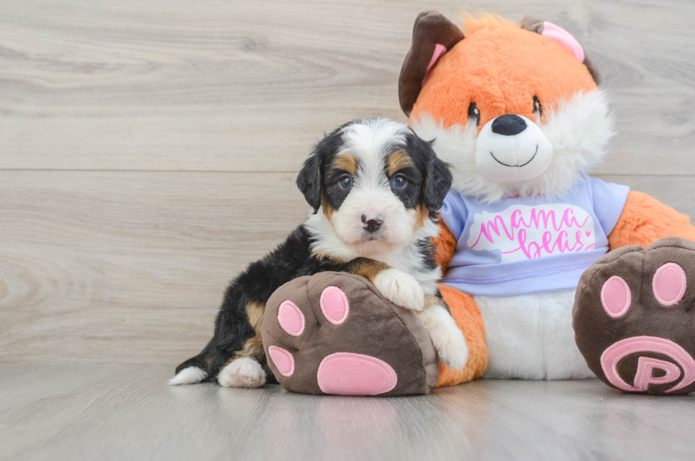 6 week old Mini Bernedoodle Puppy For Sale - Florida Fur Babies