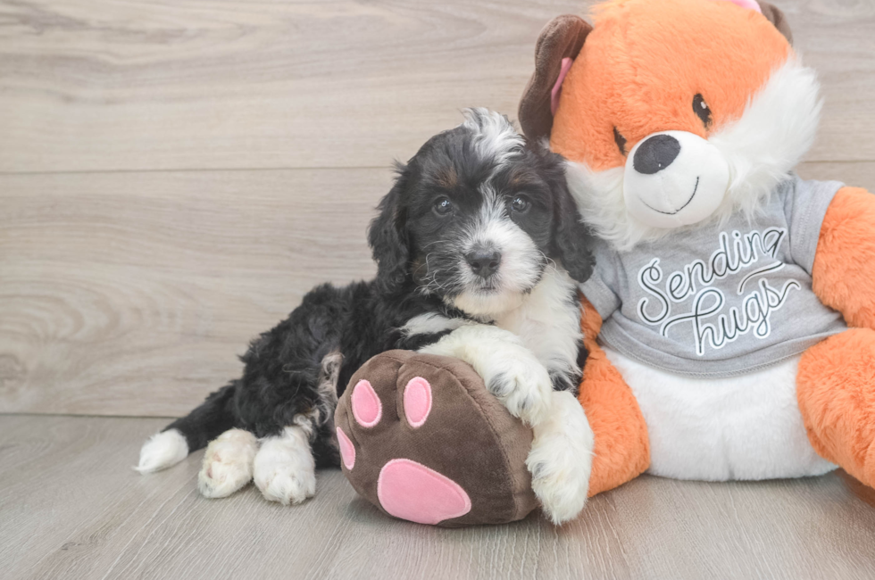 6 week old Mini Bernedoodle Puppy For Sale - Florida Fur Babies