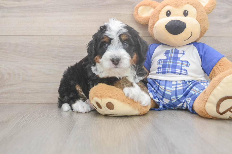 5 week old Mini Bernedoodle Puppy For Sale - Florida Fur Babies