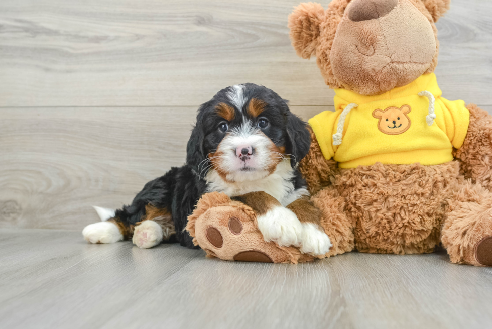 Mini Bernedoodle Pup Being Cute