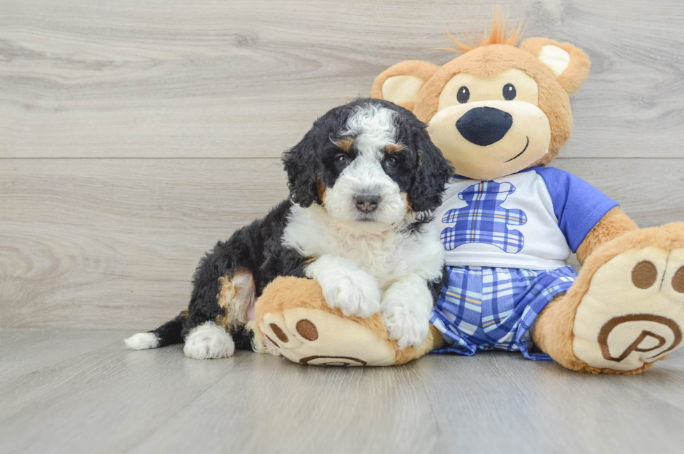 5 week old Mini Bernedoodle Puppy For Sale - Florida Fur Babies