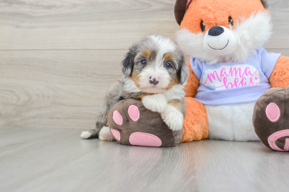6 week old Mini Bernedoodle Puppy For Sale - Florida Fur Babies