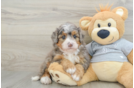 Best Mini Bernedoodle Baby
