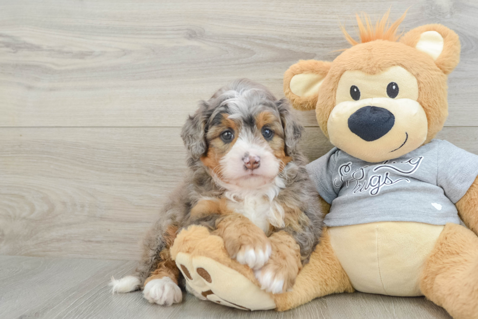 Best Mini Bernedoodle Baby