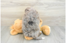 Best Mini Bernedoodle Baby