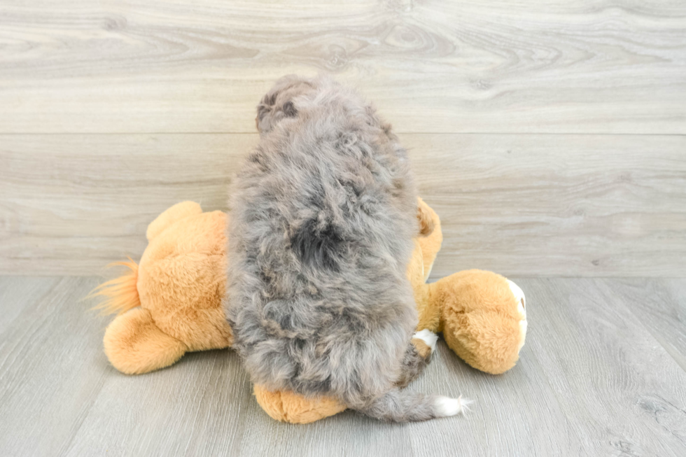Best Mini Bernedoodle Baby