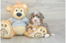 Small Mini Bernedoodle Baby