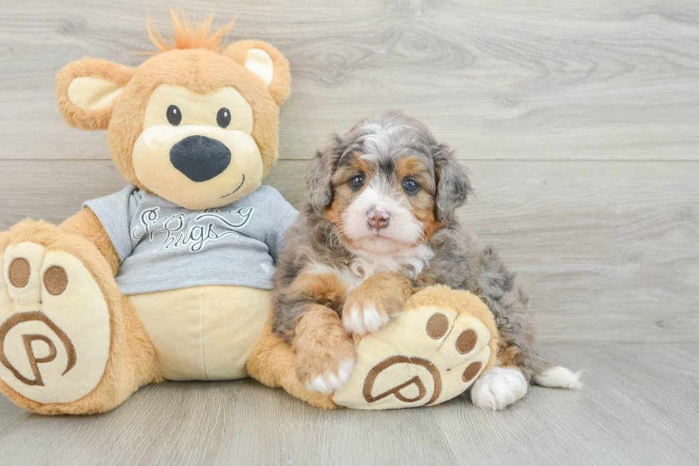 Small Mini Bernedoodle Baby