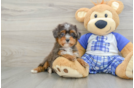 Small Mini Bernedoodle Baby