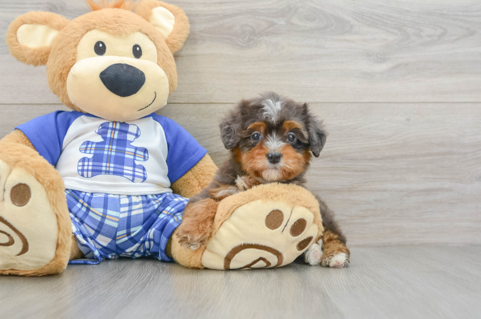 6 week old Mini Bernedoodle Puppy For Sale - Florida Fur Babies