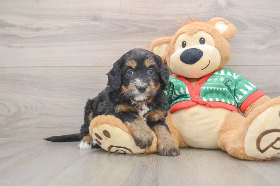 5 week old Mini Bernedoodle Puppy For Sale - Florida Fur Babies