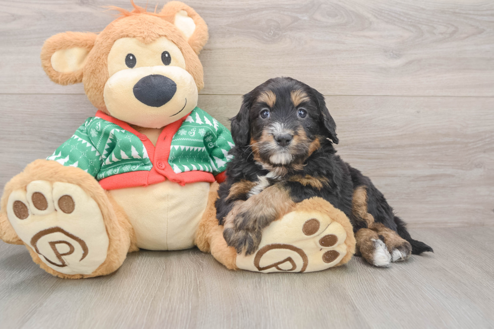 Best Mini Bernedoodle Baby