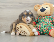 6 week old Mini Bernedoodle Puppy For Sale - Florida Fur Babies